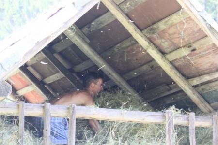 Suché seno patrí pod strechu.